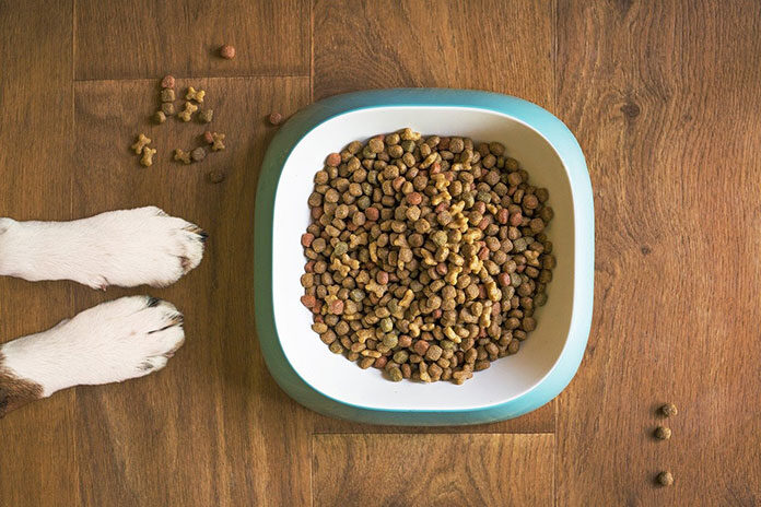 Jak wybrać suchą karmę dla psa