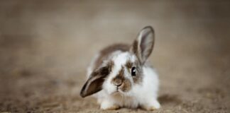Czy króliki rozumieją co się do nich mówi?