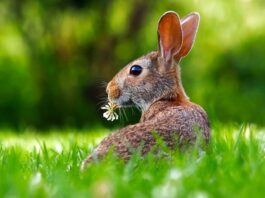 Co oznacza jak królik piszczy?