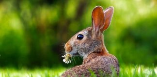 Czy królik reaguje na swoje imię?