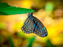 Czy Wonga wysyła umowę?