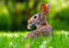 Co oznacza szybkie ruszanie nosem u królika?