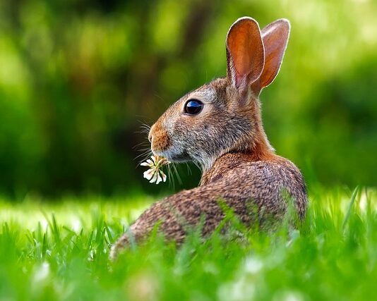 Co oznacza szybkie ruszanie nosem u królika?