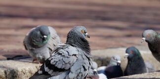 Czy gołębie mogą jeść płatki owsiane?