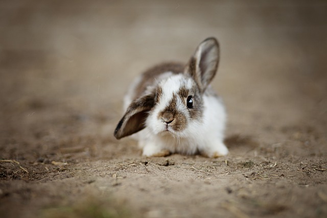 Czy króliki mogą być na mrozie?