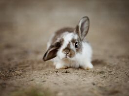 Czy króliki są inteligentne?