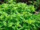 Na co działa oregano u gołębi? Na co działa oregano u gołębi?