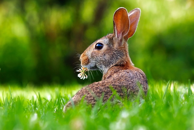 Czy królik może być na mokrej trawie?