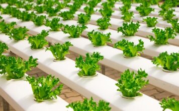 Jak samemu zrobić szklarnie z poliwęglanu? Jak samemu zrobić szklarnie z poliwęglanu?