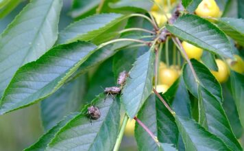 Jak pozbyć się pluskiew z kanapy?