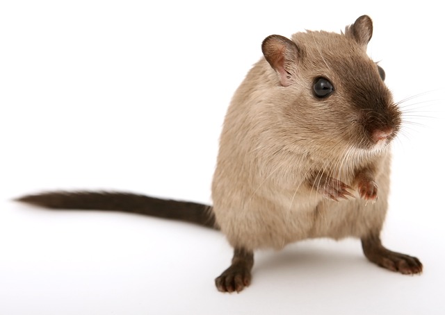 Co zrobić żeby nie było myszy w domu?