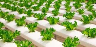 Jak założyć szklarnie na balkonie?