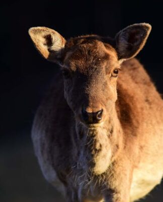 Odstraszacz hukowy – ekologiczna i bezpieczna ochrona przed dzikimi zwierzętami zwierzyna